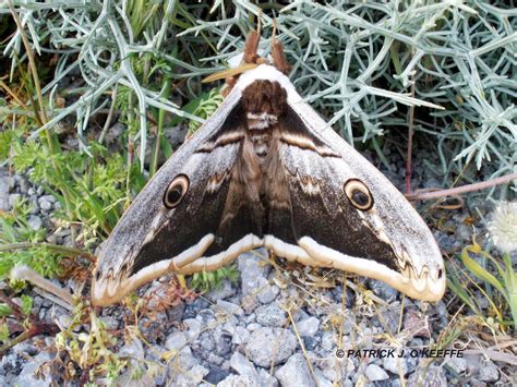 Raw Birds: GIANT PEACOCK MOTH (Saturnia pyri) Lesvos Island, Greece