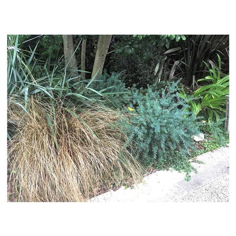 Podocarpus alpinus 'Blue Gem' | Seeding