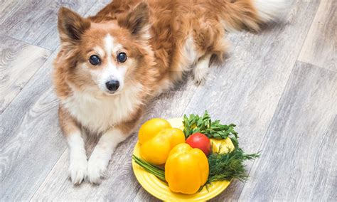 Can Dogs Eat Yellow Bell Peppers