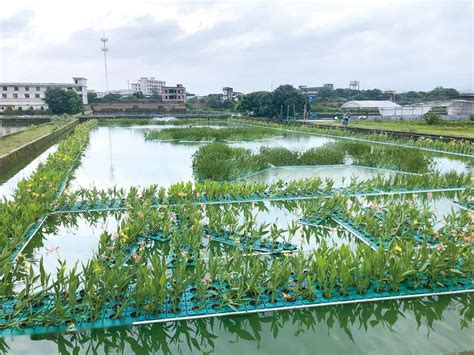 新时代治水故事：以渔治水——池塘养殖水生态治理循环利用_广州市