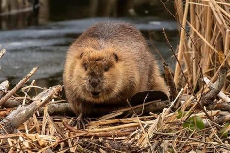 Beaver Vs Groundhog (11 Differences) - Wildlife Informer