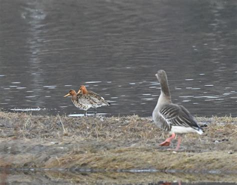 Frokost i tårnet, Storeidvatnet naturreservat, Leknes, 20 May 2025 ...