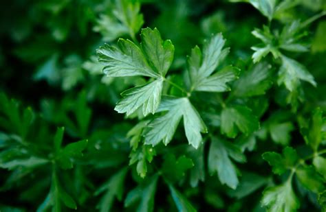 How to Use Fresh Curled Parsley 的图像结果