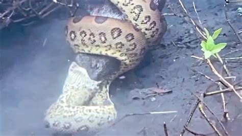 Python Frisst Eine Anakonda 的图像结果