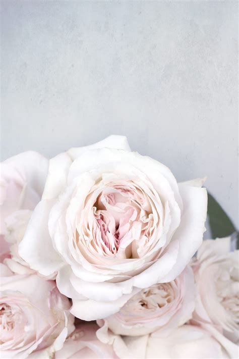 What Does Rose Smell Like Google Nose at Timothy Mitchell blog