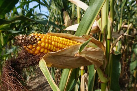 Satellite-Based Crop Yield Prediction and Acreage for Kharif 2019: Panipat, Haryana | AgriBazaar