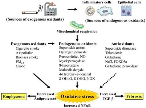 Airway Smooth Muscle Regulated by Oxidative Stress in COPD