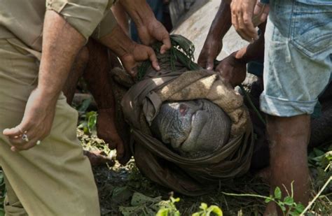 16 Rhinos Die In Floods Of Kaziranga But Brave Officials Are Able To ...