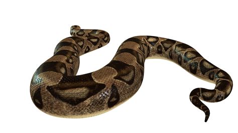 Image result for Python Reptile