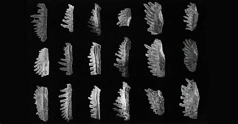 Vishwajit Gupta And The Himalayan Fossil Hoax: When An Indian ...