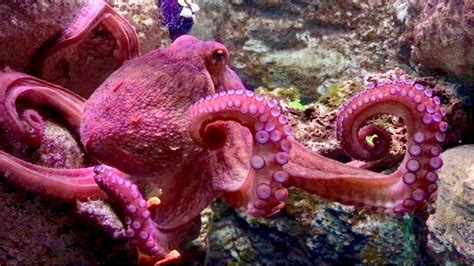 Octopus in aquarium