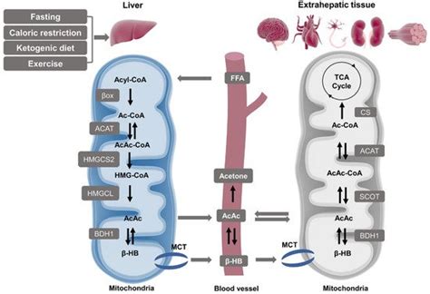 β-hydroxybutyrate as an Anti-Aging Metabolite | Encyclopedia MDPI