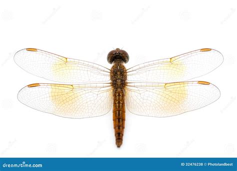 Orange dragonfly stock photo. Image of black, fragility - 32476238