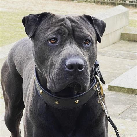 Buy Handmade Gold Chunky Leather Dog Collar Fully Lined & Padded With ...