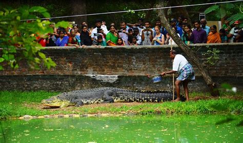 THE MADRAS CROCODILE BANK TRUST AND CENTRE FOR HERPETOLOGY (2026) All ...