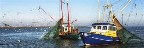 Fresh Fish & Sea Food