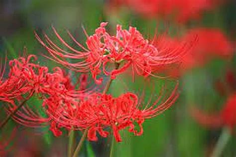 Lycoris Radiata/Red Magic Lily Rare Variety Flower Bulbs For All Season ...