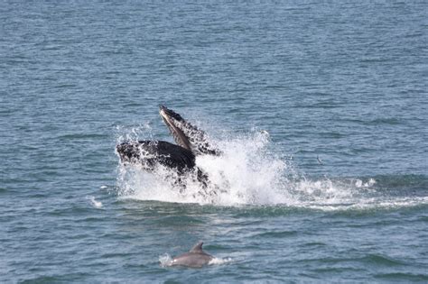 Interactions Between Humpback Whales (Megaptera Novaeangliae) And ...