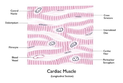 Image result for Cardiac Muscle Tissue Cells