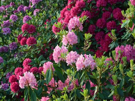 Evergreen Flowering Trees Australian Native Trees For Sale Evergreen