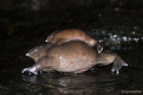How Do Purple Frogs Reproduce? - AMPHIPEDIA
