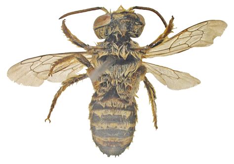 Megachilidae