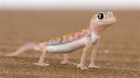 100+ Fantastic Lizard Names for Your Cute Pet