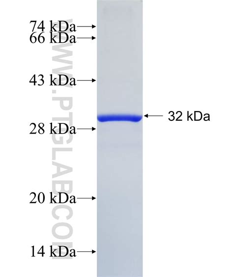 PIGM Fusion Protein Ag14245 | Proteintech