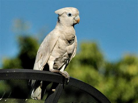 Ducorps's Cockatoo - eBird
