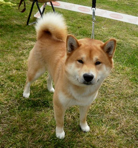 Cute Shiba Inu Puppies