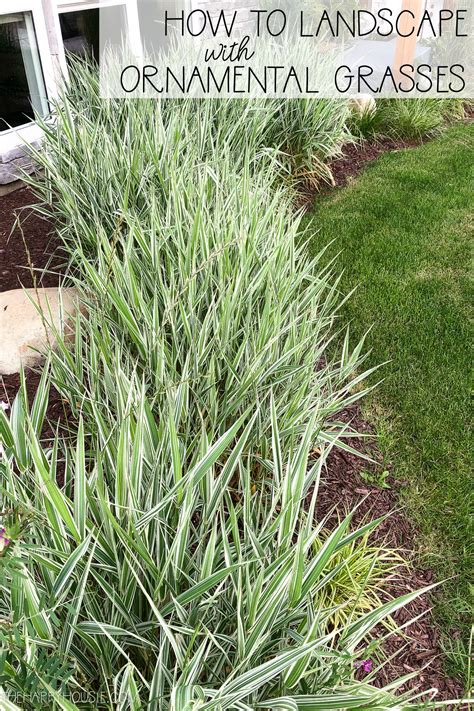 Small Ornamental Grasses