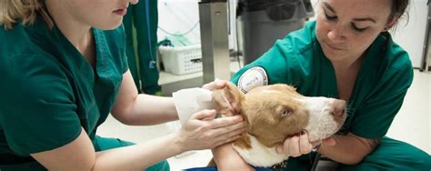 World Veterinary Day 2020: How animal welfare by vets can help prevent ...