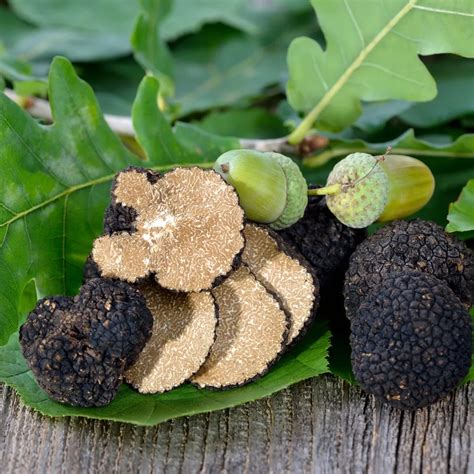 Autumn Truffle | Autumn Black Truffle | Basco Fine Foods