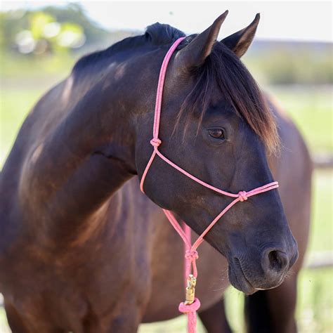 Image result for Licol Cheval