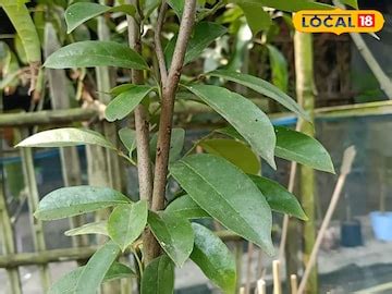 Corossol Tree Benefits: চিনে নিন এই গাছ ও ফল! ক্যানসারের মহা-ওষুধ ...