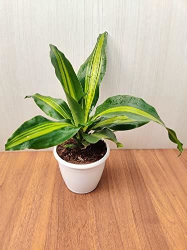 CAPPL Rare Imported Pink Ruby Aglaonema Live Plant (Pot Included ...