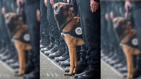 French Police Dog Blown Up During French Raid On Terrorist Hideout ...