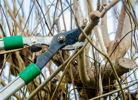 Tree Pruning Near Me 的图像结果