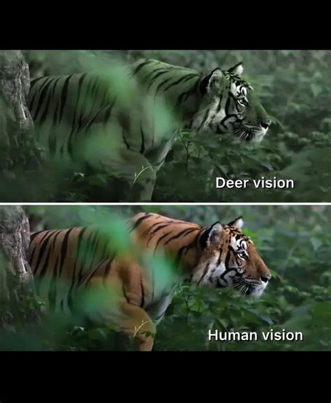 Tigers Appear Green To Certain Animals