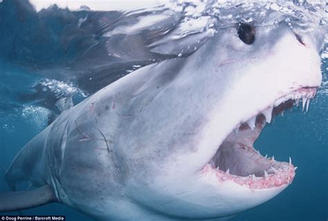 鲨语者与大白鲨亲密接触(组图)-搜狐滚动