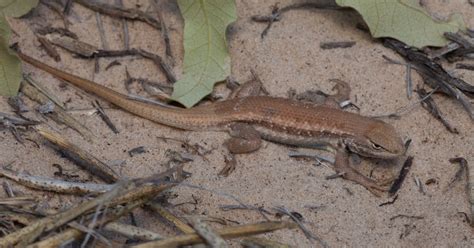 Dunes Sagebrush Lizard Proposed Habitat Conservation Plan and Draft ...
