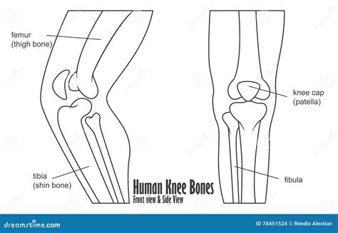 Human Knee Bones Front and Side View Anatomy Stock Vector ...