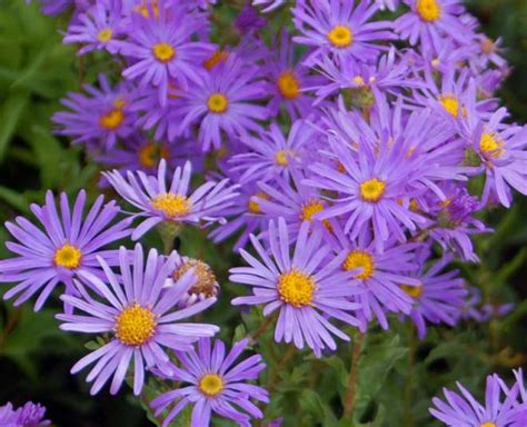 5 Flowers You Can Plant In Garden During January And February | 5 ...
