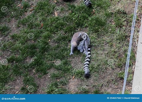Lemur Lemures or Ghost Spirit 3 Stock Photo - Image of monkeys ...