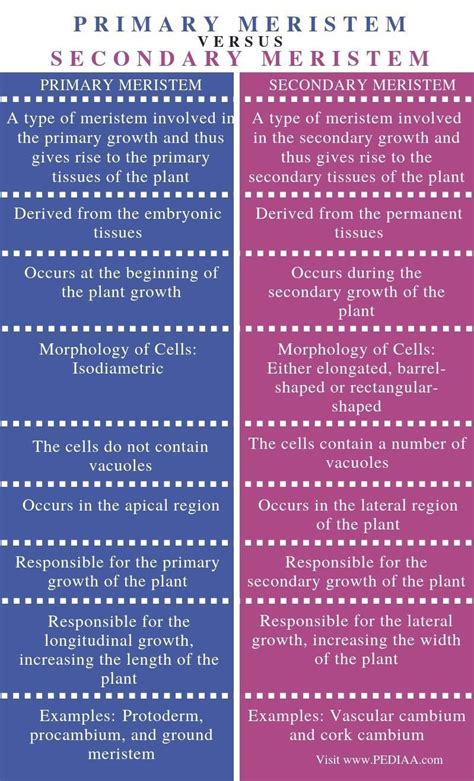 write difference in primary meristem and secondary meristem - Brainly.in