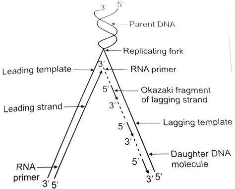 Explain semiconservative mode of DNA replication.
