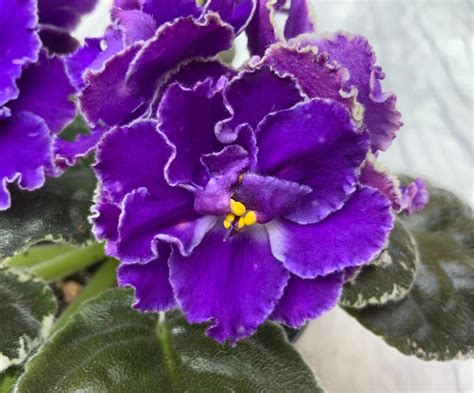 African Violet Plants