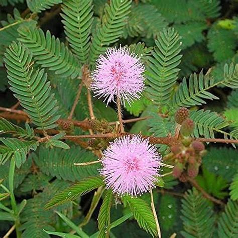Chuimui, Touch me not Plant, Mimosa pudica - Plant : Amazon.in: Garden ...