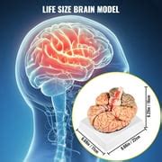 Buy VEVOR Human Brain Model Anatomy 9-Part Model of Brain W/Labels ...