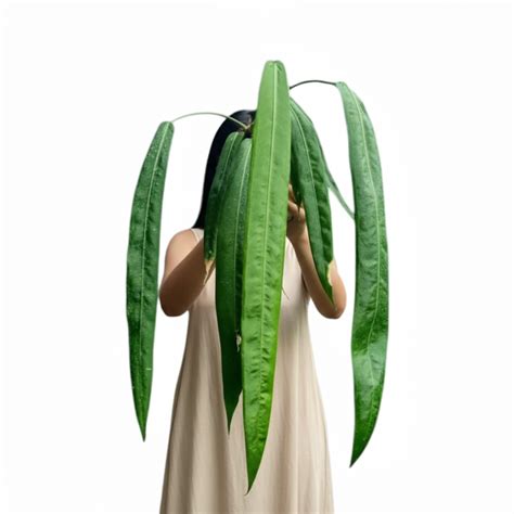 Anthurium Pallidiflorum 'Guayusa' | Rare Plants – Soiled